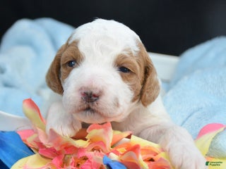 Mini Goldendoodle dogs Micro Goldendoodle Puppy 3 Dave - Ad 24