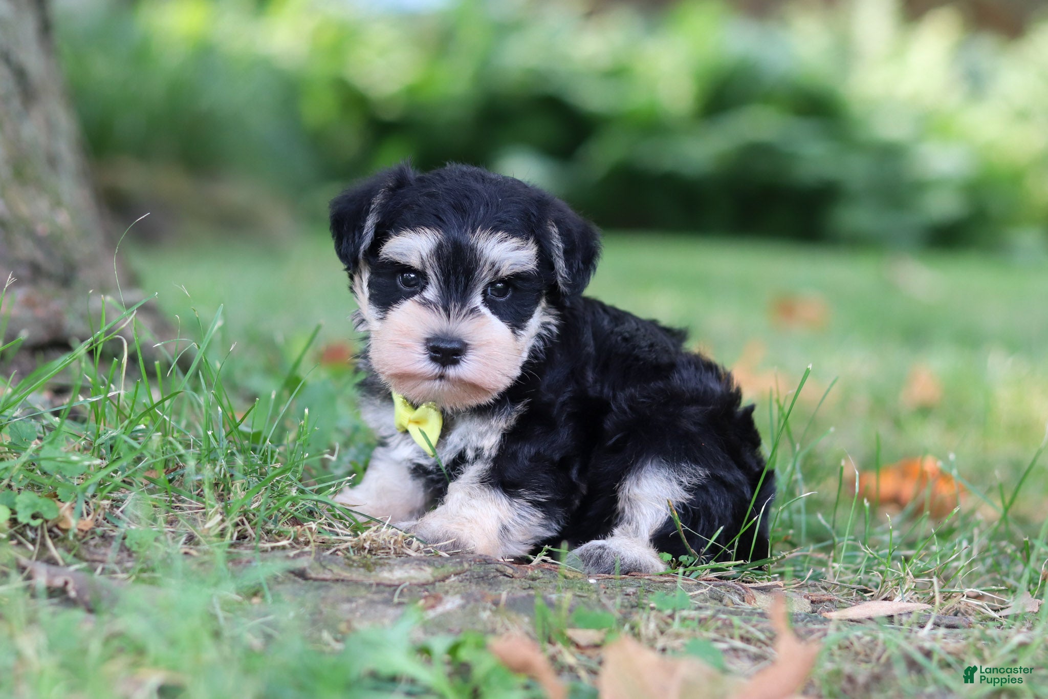 Miniature Schnauzer dogs Brodie - Ad 2