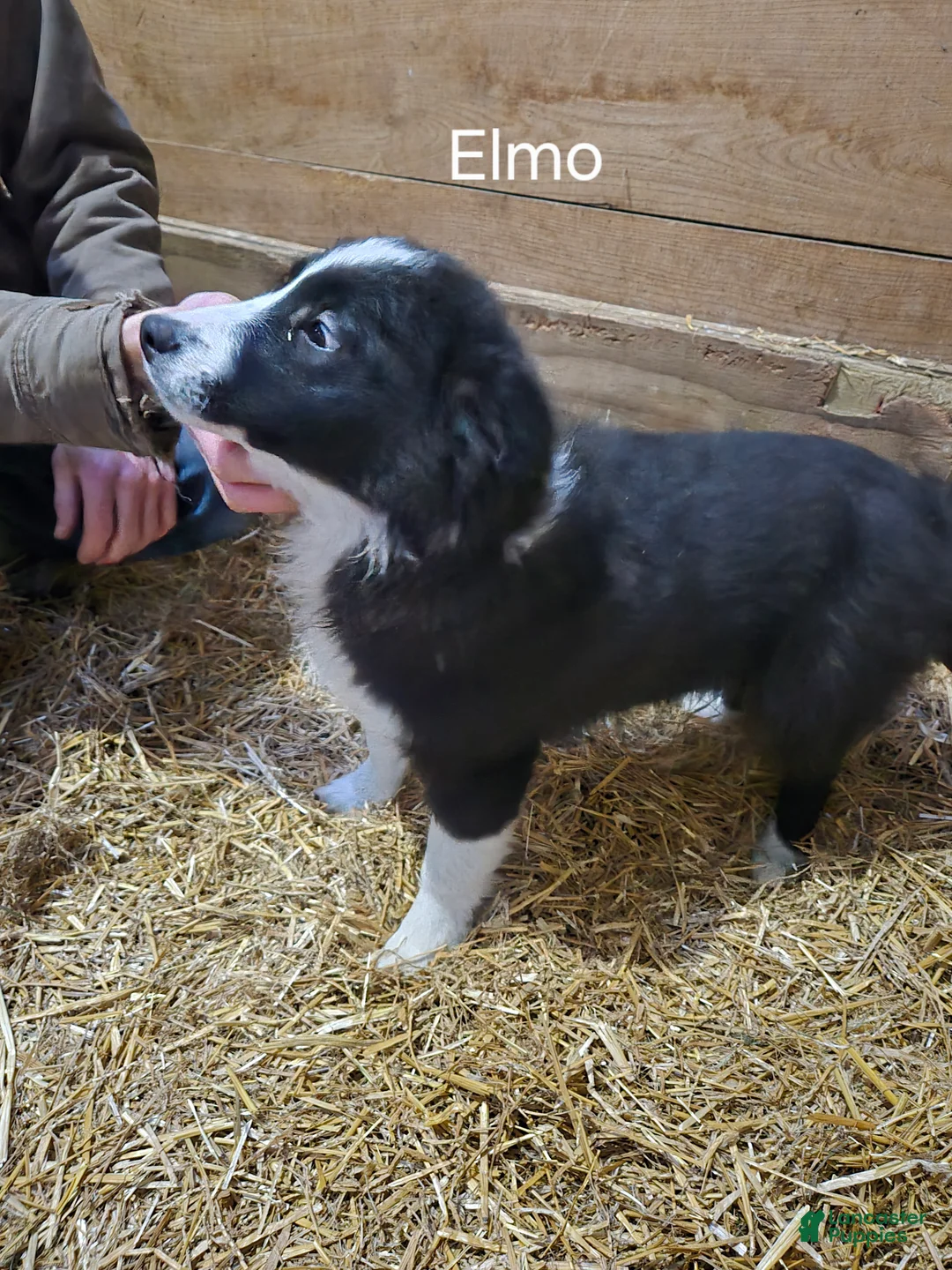 Border Collie dogs for sale: Elmo - Ad 3