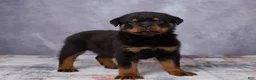 Rottweiler dogs for sale: Avery - Ad 4