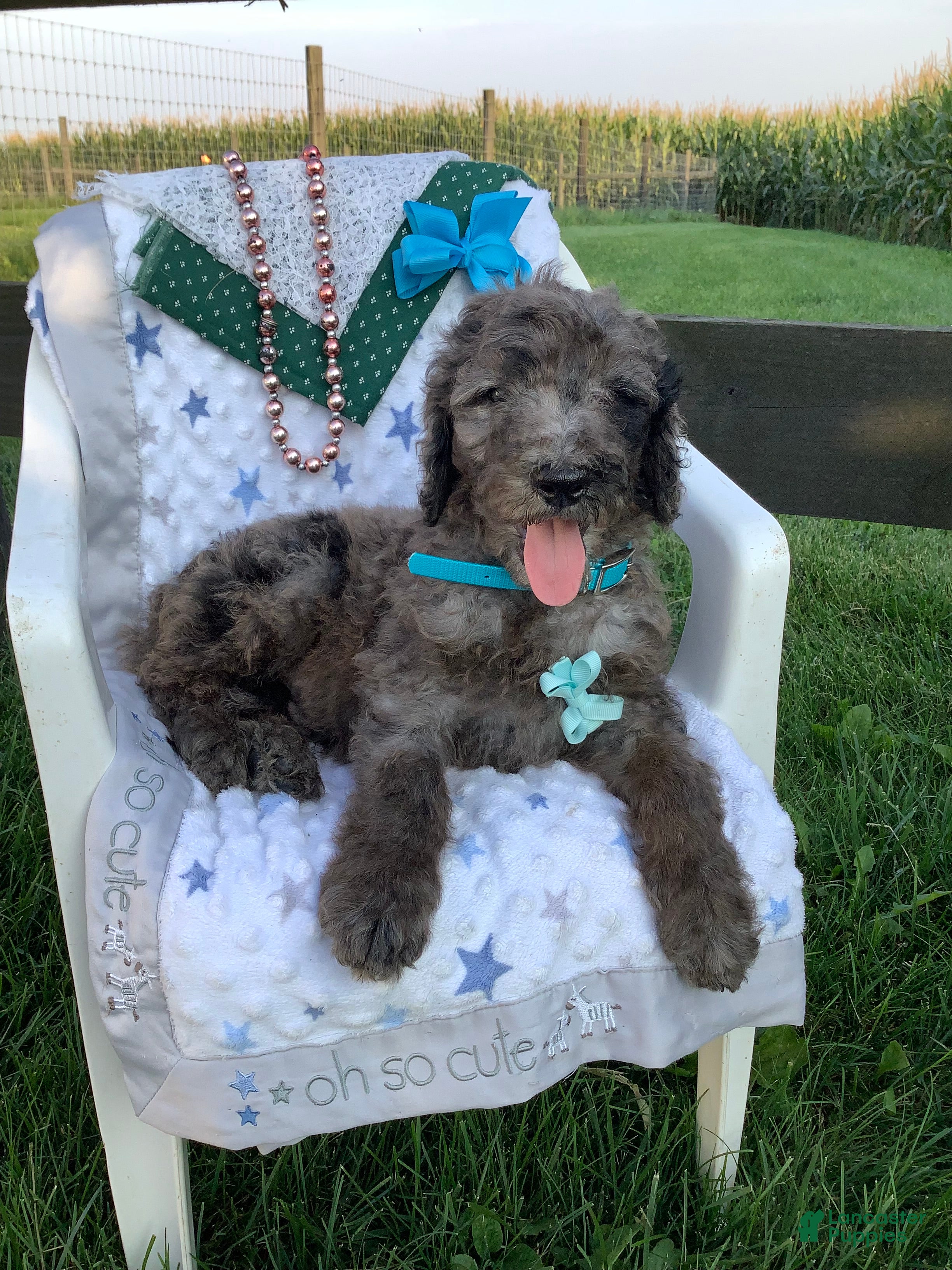 Goldendoodle dogs Rex-F1bb-Goldendoodle 1 - Ad 1