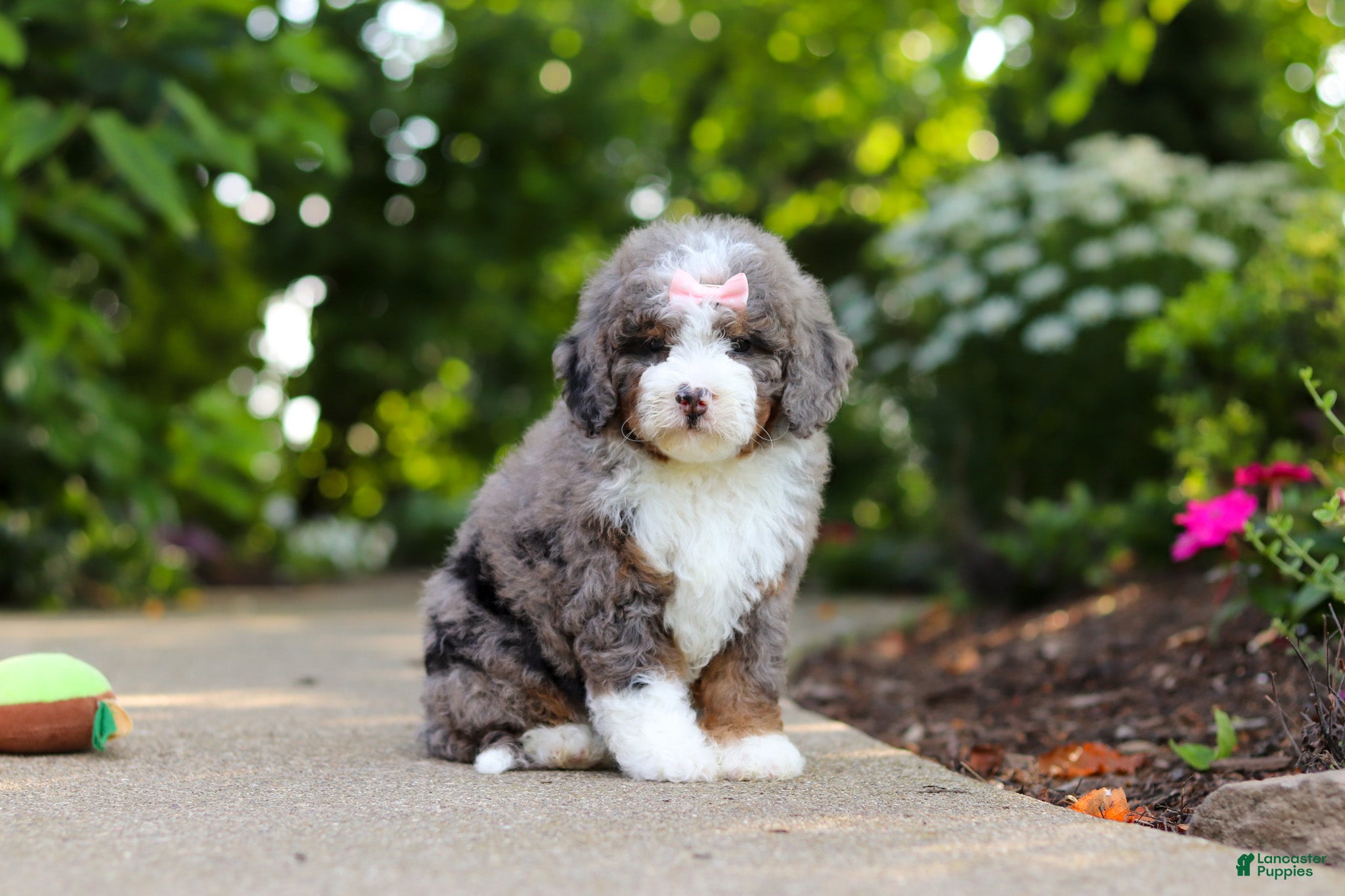 Mini Bernedoodle dogs Remi - Ad 1