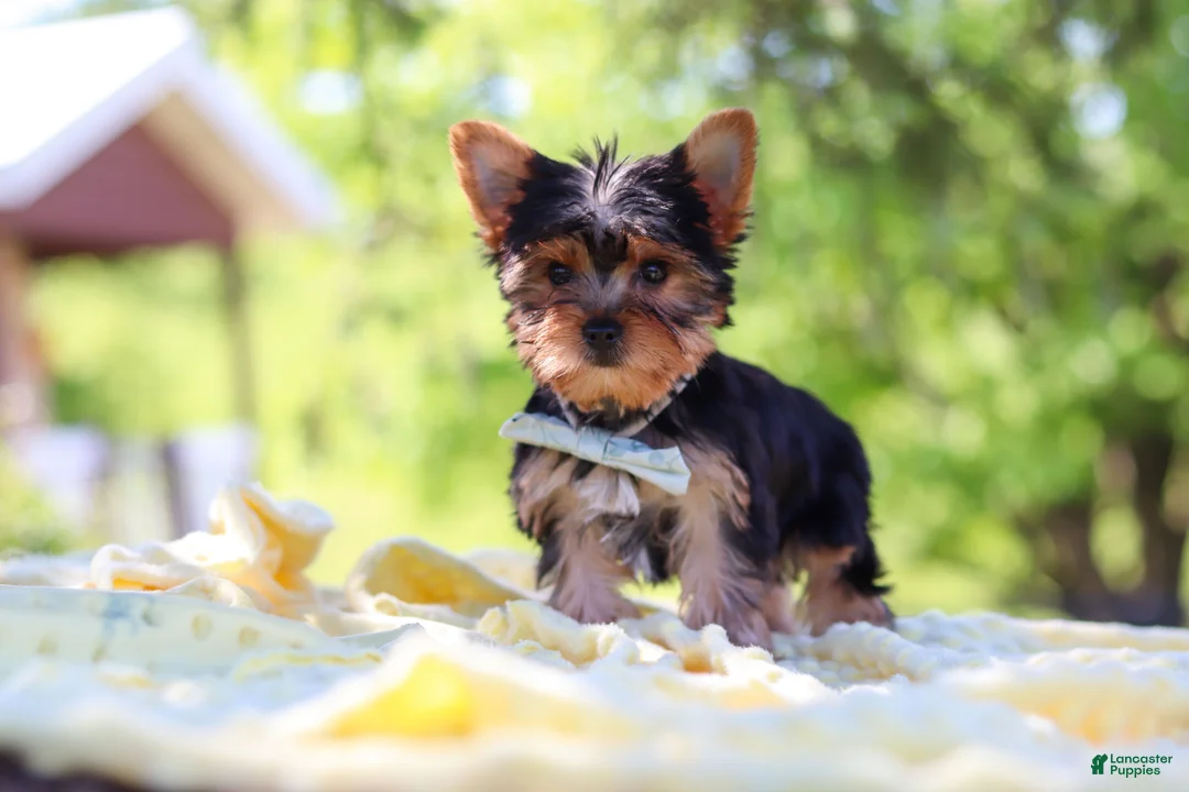 Yorkshire Terrier dogs for sale: Drake - Ad 1