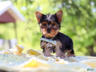 Yorkshire Terrier dogs for sale: Drake - Ad 4