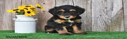 Mini Aussiedoodle dogs for sale: Judy - Ad 4