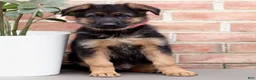 German Shepherd dogs for sale: Rocky - Ad 1