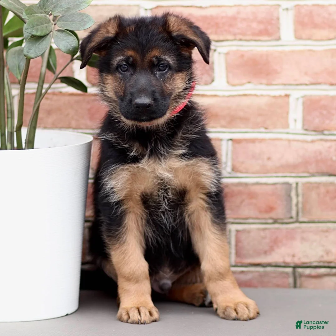 German Shepherd dogs for sale: Rocky - Ad 1
