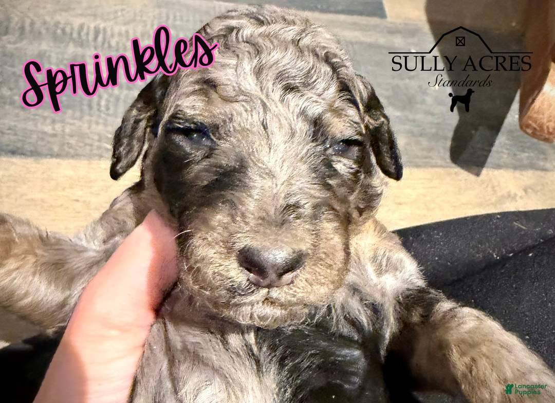Standard Poodle dogs for sale: Sprinkles - Ad 4