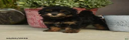 Havapoo dogs for sale: Alvin - Ad 4