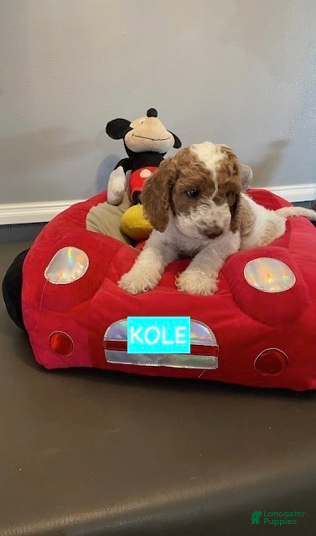 Miniature Labradoodle dogs for sale: Labradoodle Puppy 1 - Ad 5