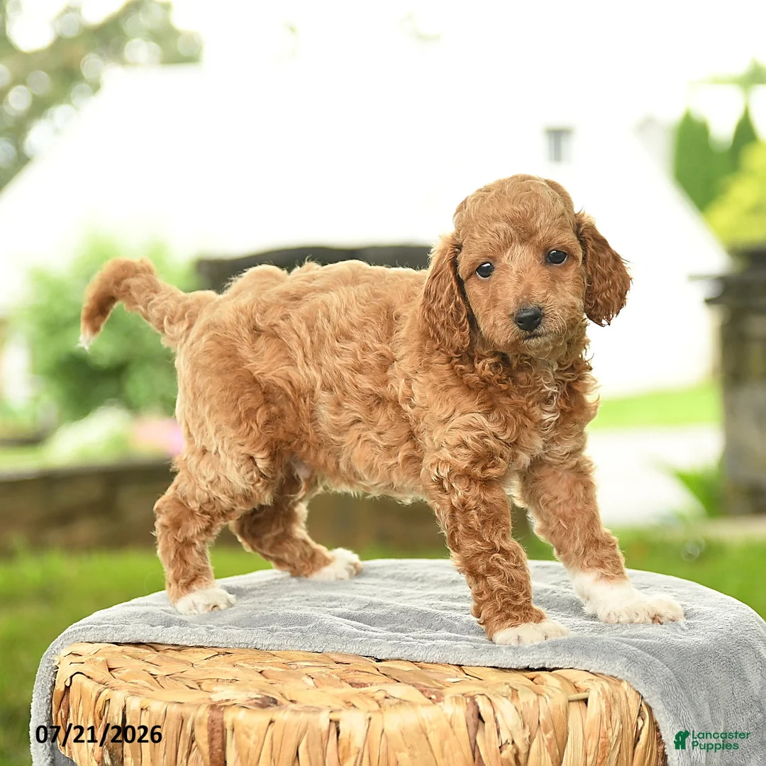 Miniature Poodle dogs for sale: Kameron - Ad 2