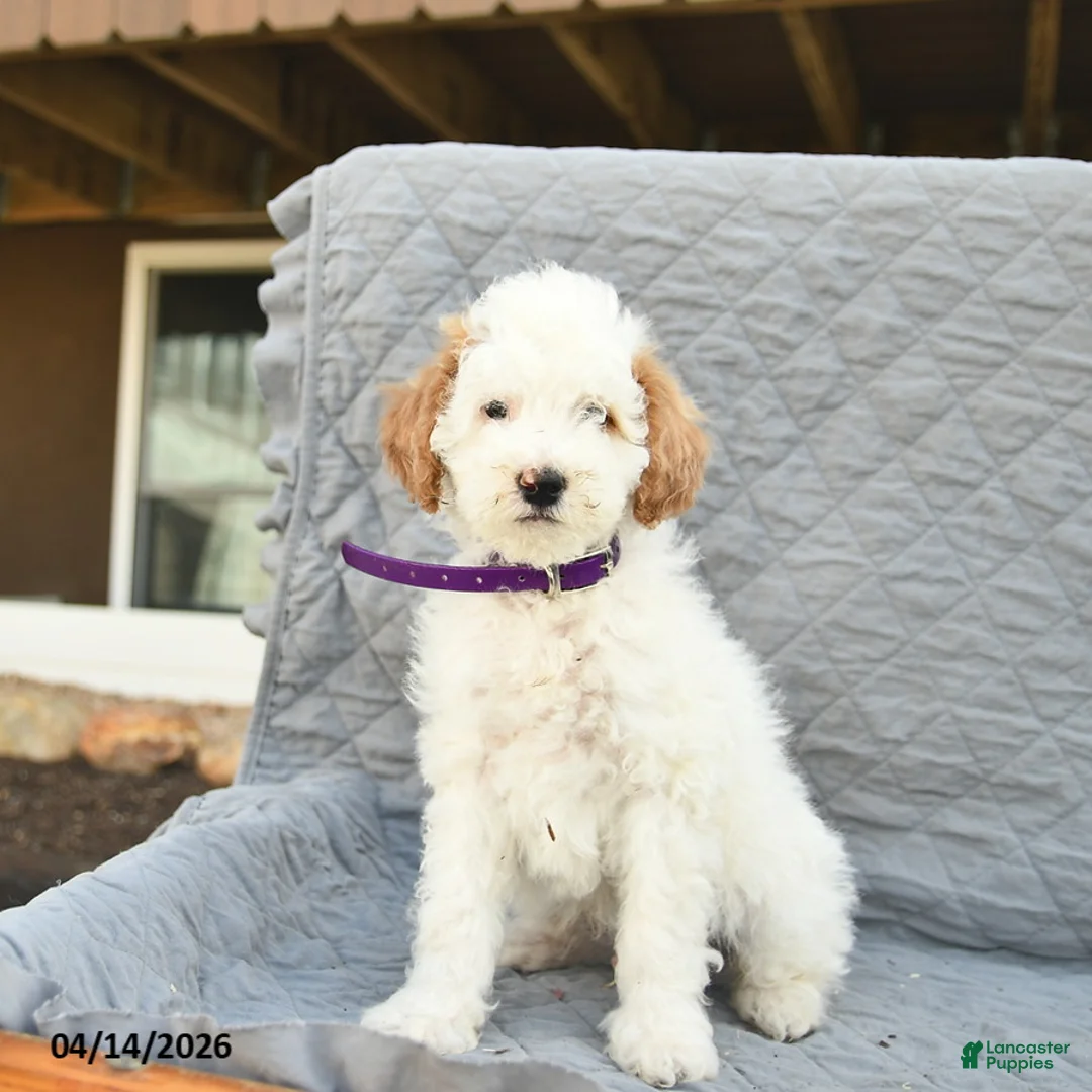 Miniature Poodle dogs for sale: Trooper  - Ad 1