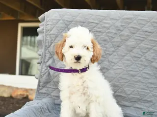 Miniature Poodle dogs for sale: Trooper - Ad 1