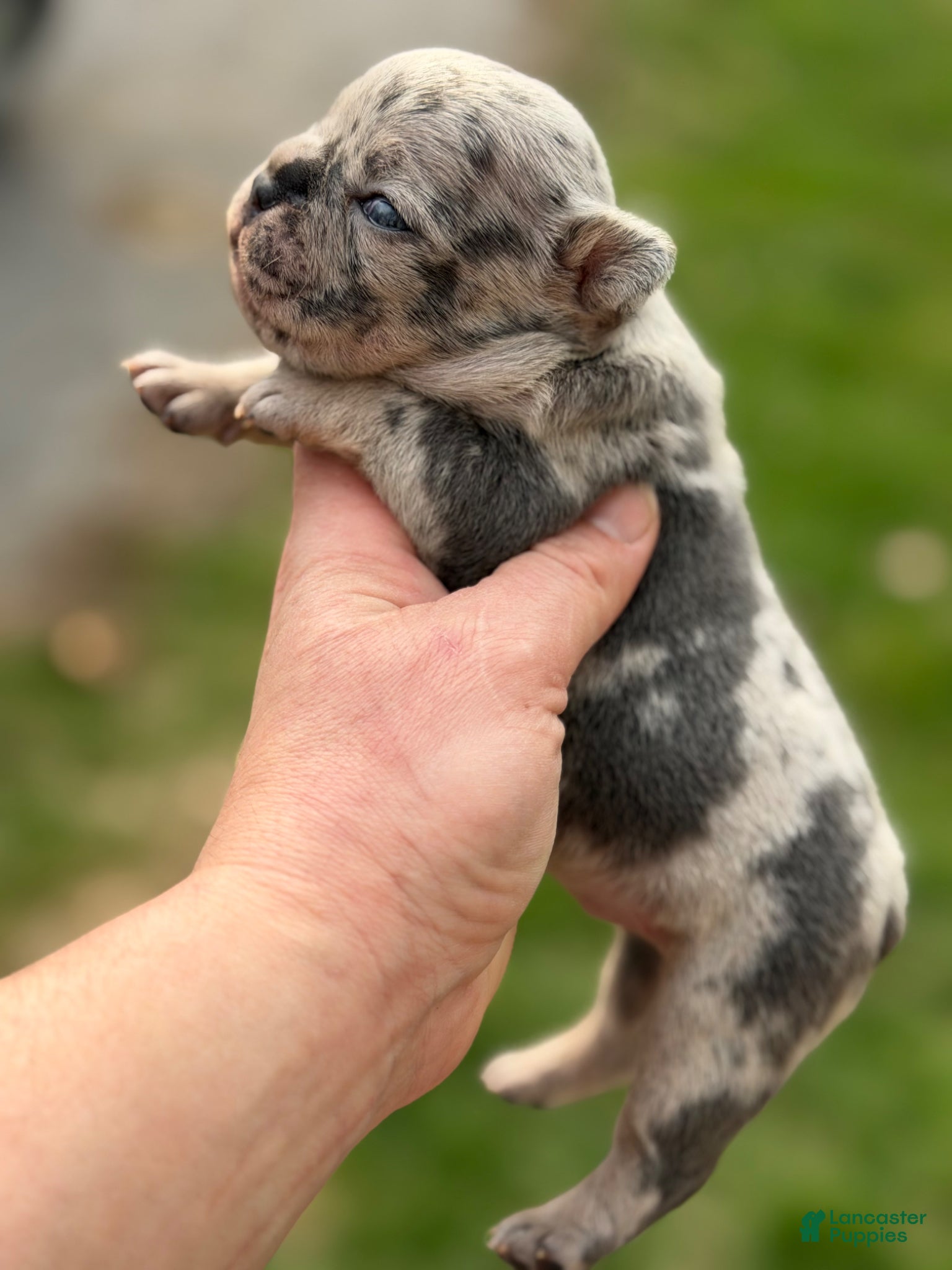 Mixed Breed dogs Zues Merle and tan 88/12 ICA- DNA parents imported bloodline possible fluffy carrier  - Ad 2