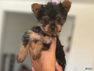 Yorkshire Terrier dogs Yorkshire Terrier Puppy 3 - Ad 16