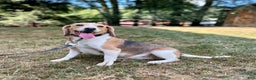 Beagle dogs for sale: Daisy - Ad 2