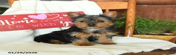 Yorkiepoo dogs for sale: Banjo - Ad 1
