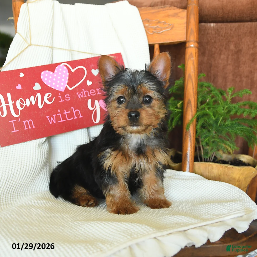 Yorkiepoo dogs for sale: Banjo - Ad 1