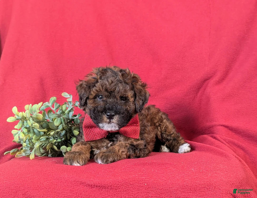 Lhasapoo dogs for sale: Huntingdon Hypoallergenic - Ad 5