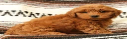 Mini Goldendoodle dogs for sale: Lane - Ad 7