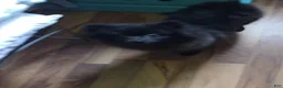 Pomeranian dogs for sale: Pomeranian 1 - Ad 4