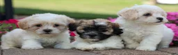 Teddy Bear dogs for sale: Blossom 💕 - Ad 13