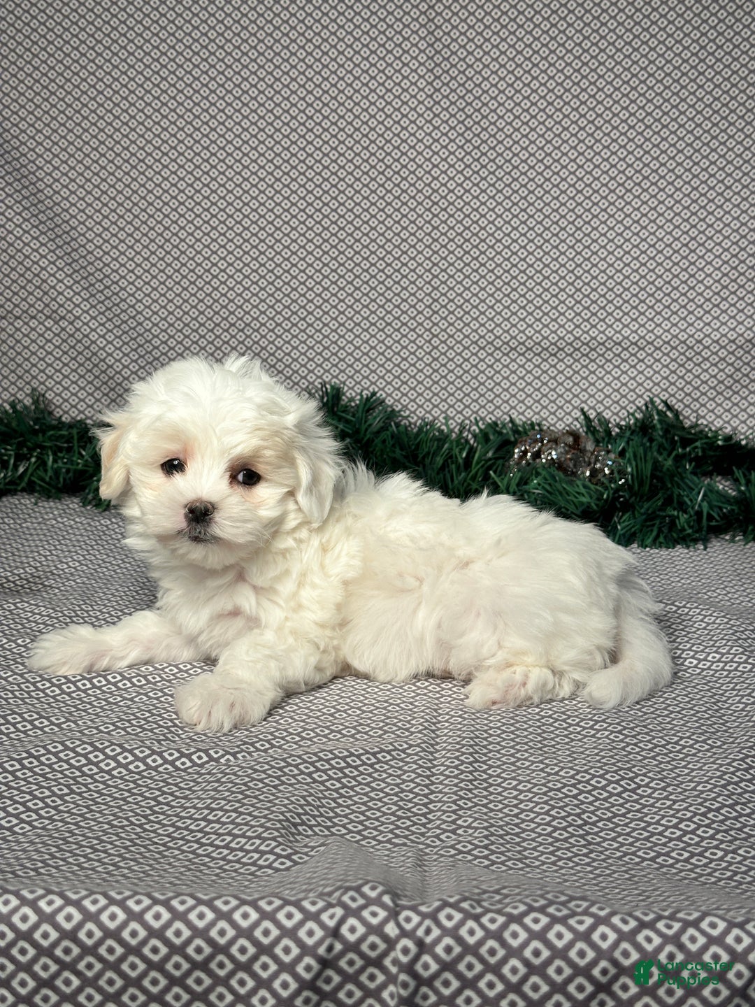 Maltese dogs for sale: Emily - Ad 5