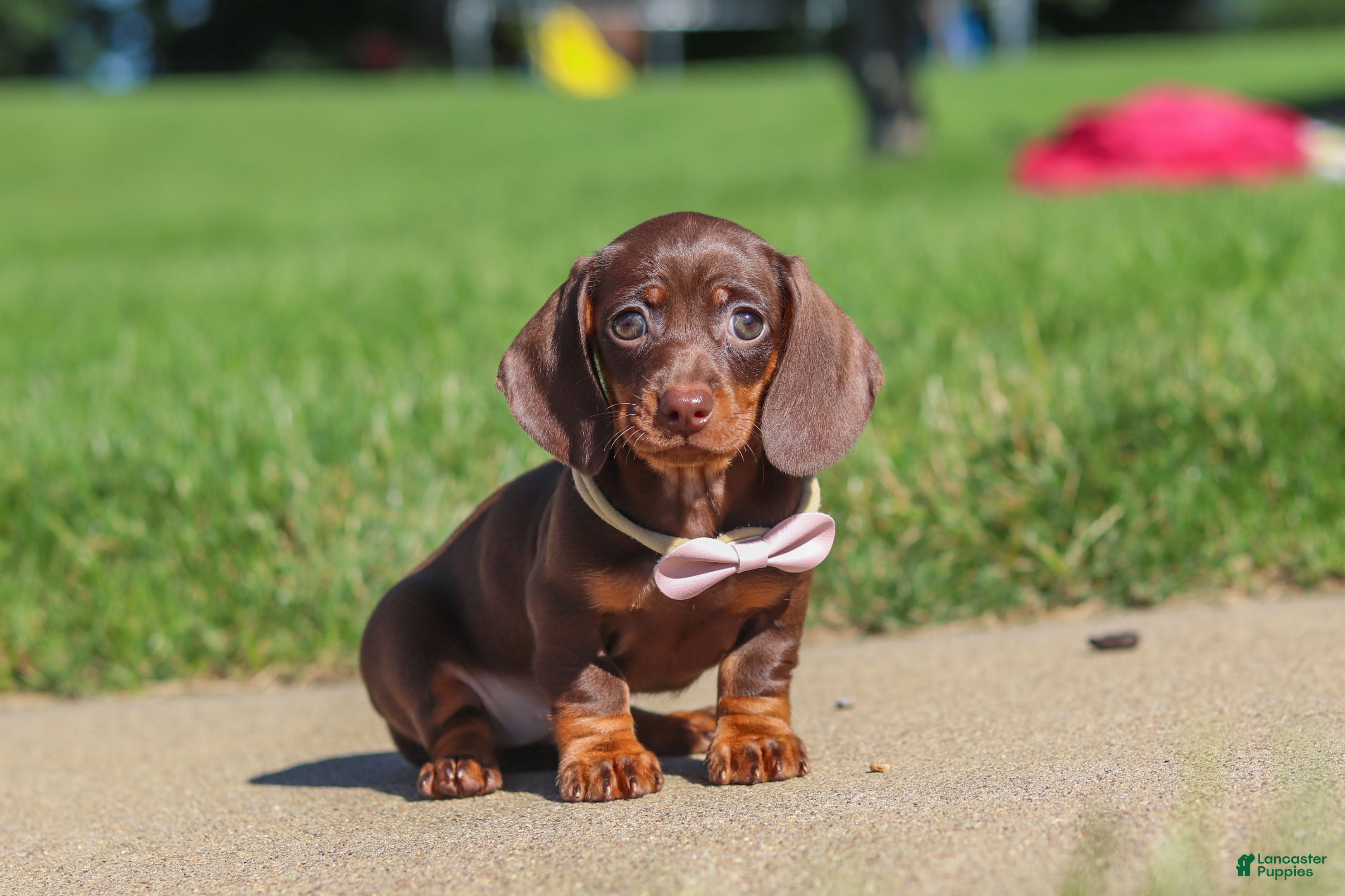 Miniature Dachshund dogs Lily - Ad 2