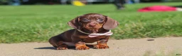 Miniature Dachshund dogs for sale: Lily - Ad 2