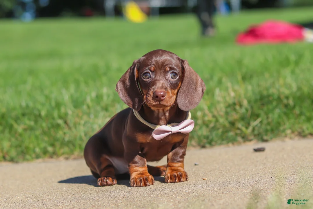 Miniature Dachshund dogs for sale: Lily - Ad 2