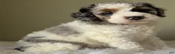 Mini Bernedoodle dogs for sale: Stormie - Ad 3
