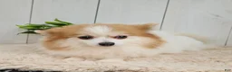 Pomeranian dogs for sale: Oreo - Ad 9