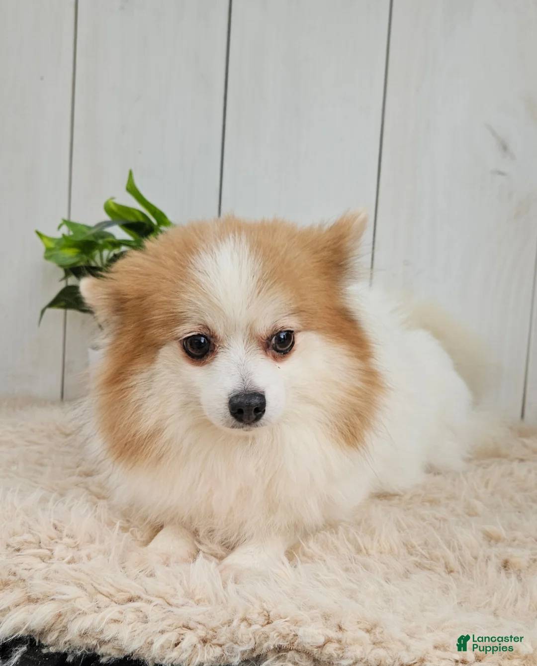 Pomeranian dogs for sale: Oreo - Ad 9