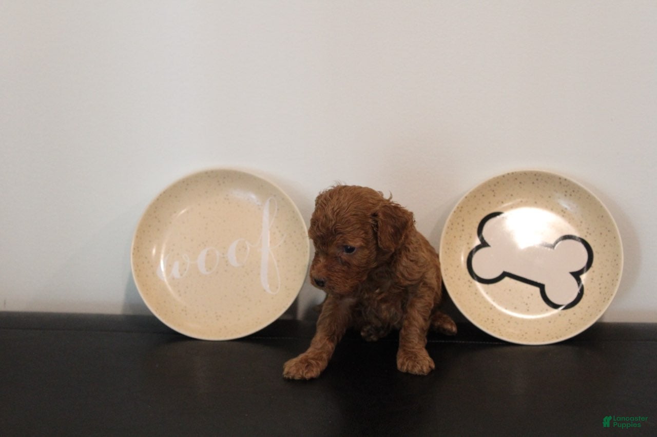 Mixed Breed dogs Solid Red Male - Ad 2