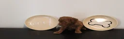 Mixed Breed dogs for sale: Solid Red Male - Ad 2