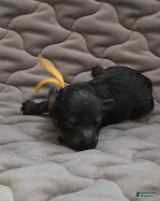 Toy Poodle dogs Levi - Ad 3