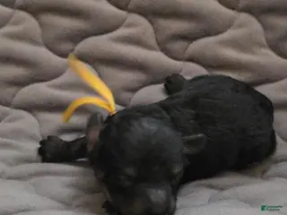 Toy Poodle dogs Levi - Ad 3