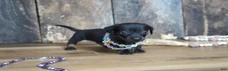Miniature Dachshund dogs for sale: Ally - Ad 5