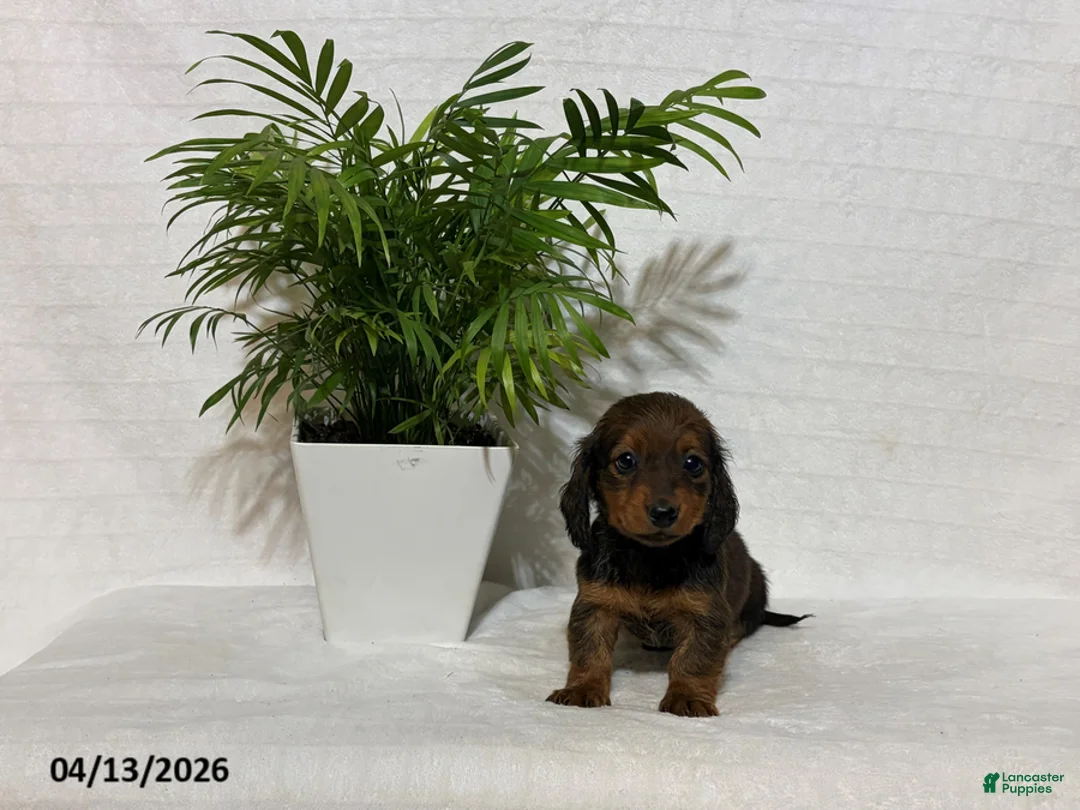 Miniature Dachshund dogs for sale: Laura - Ad 2
