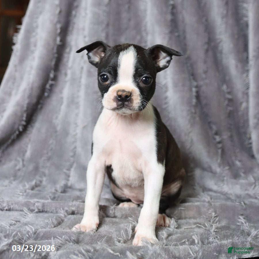 Boston Terrier dogs Renee - Ad 2