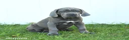 Cane Corso dogs for sale: Rookie - Ad 4