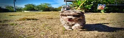 Havapoo dogs for sale: Punky - Ad 16