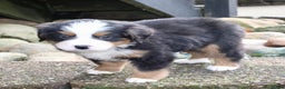 Bernese Mountain Dog dogs for sale: Logan - Ad 2