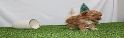 Toy Poodle dogs for sale: Adelle - Ad 3
