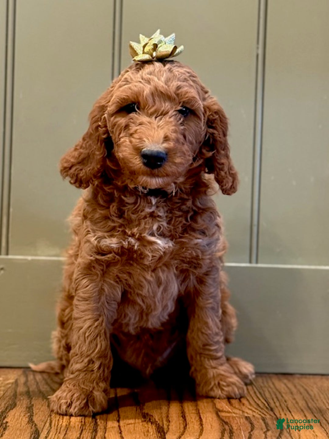 Irish Doodle dogs for sale: Archie - Ad 3