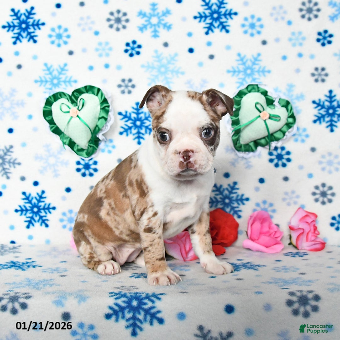 Boston Terrier dogs for sale: Confetti - Ad 3