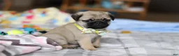 Pug dogs for sale: Prince  - Ad 4