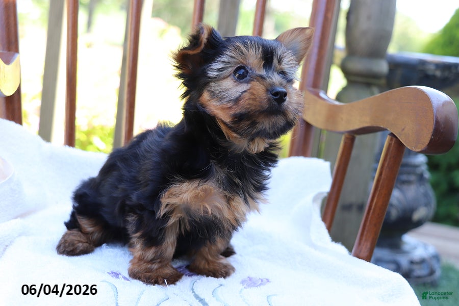 Yorkshire Terrier dogs for sale: Violet - Ad 4