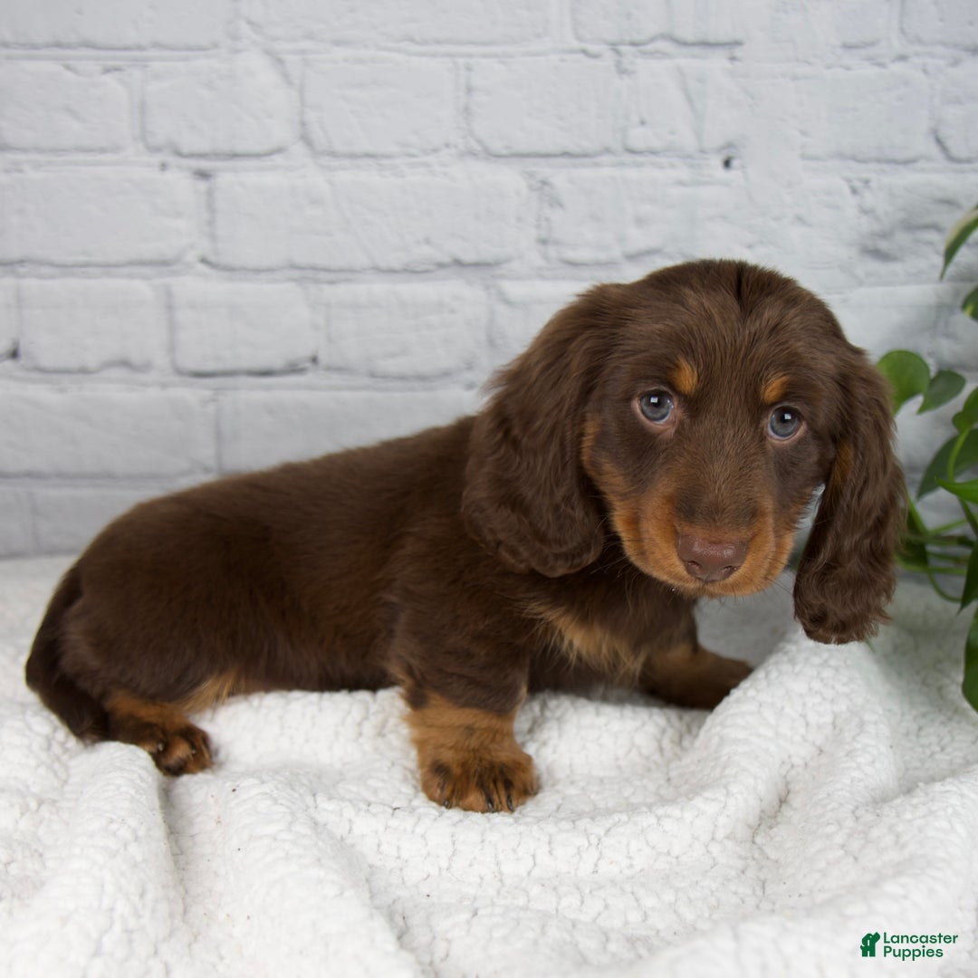 Miniature Dachshund dogs for sale: Manning - Ad 8