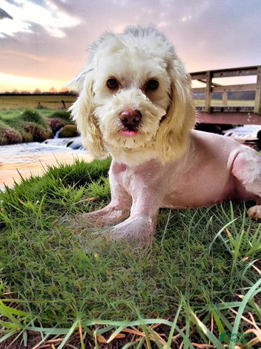 Havapoo dogs for sale: Diva - Ad 18